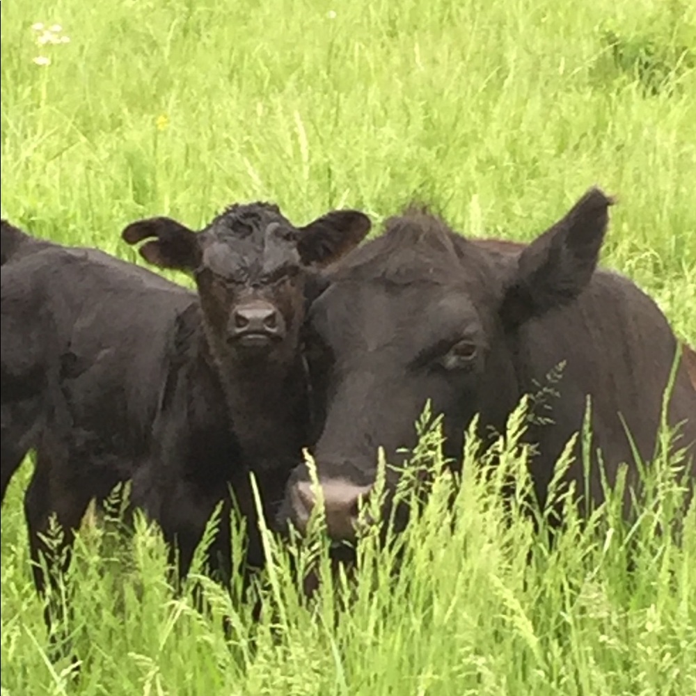 Meet your Posher, Joanne